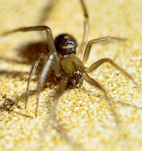 Steatoda grossa